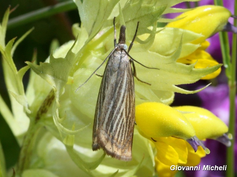 Crambidae da ID - Chrysoteucria culmella